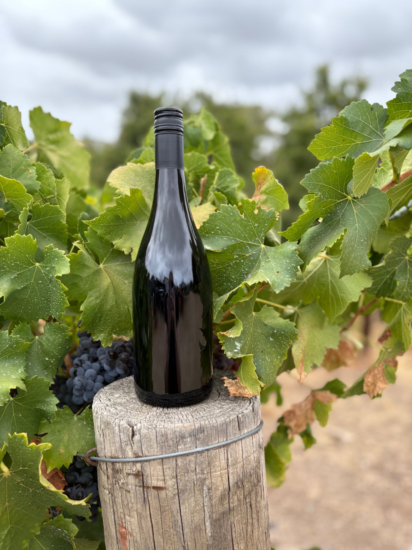 CLEANSKIN 2023 Grenache Shiraz Blend