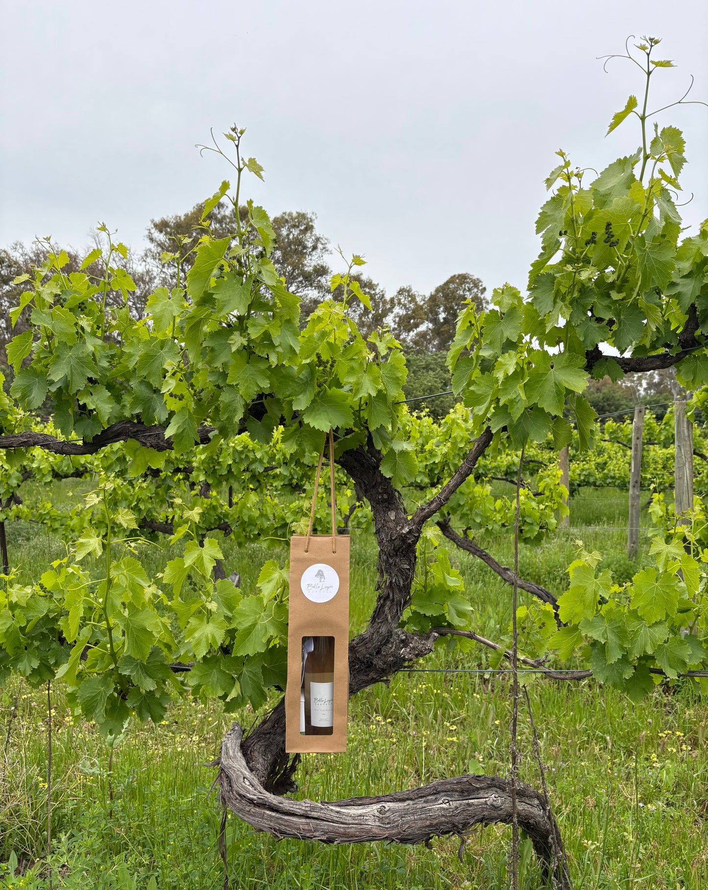 Girls Moscato Gift Pack 🎀 (Small)